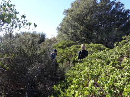 The foliage is tight in places, but the trail is always pretty easy to follow.