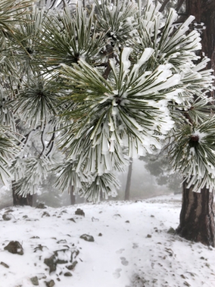 I love the way the ice hangs sideways off the pine needles. That's how cold and windy it is on the ridgeline here.