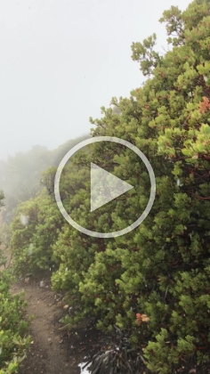 Seems so odd to see fluffy snowflakes coming down amidst the chaparral.