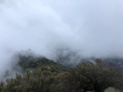 Makes me think of gorillas in the mist.