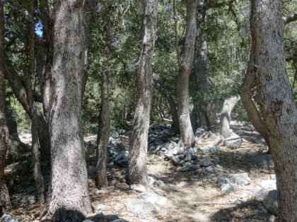Beautiful singletrack on the lower portion of the Windy Gap trail.