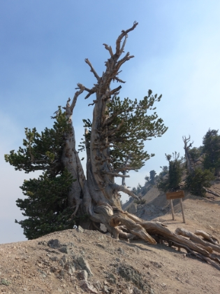 Headed back down now at around 4:15pm. Here's the famous Wally Waldron tree. A Limber Pine estimated to be 1,500 years old.