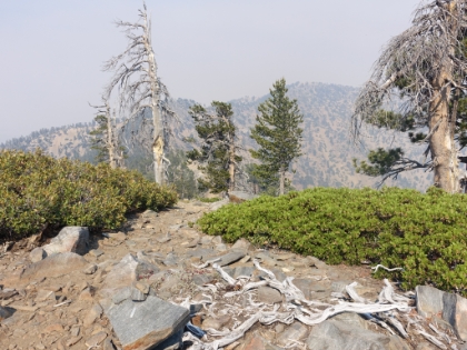 On the way back I deciced to try to bag a few of the peaks that have use trails forking off the main trail. Here's the summit of Mt. Burnham at 8,957'.