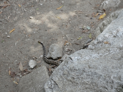 I almost stepped on the rock right next to this guy's head. I couldn't see the rest of his body from the angle I approached, so I'm glad I saw him just in time.