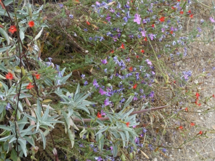 Still some Spring color along the trail.