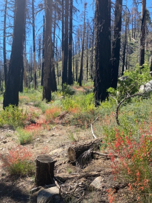 Still some wildflowers out.