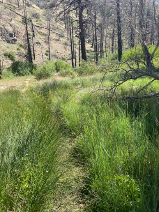 Green and a little overgrown, perfect.