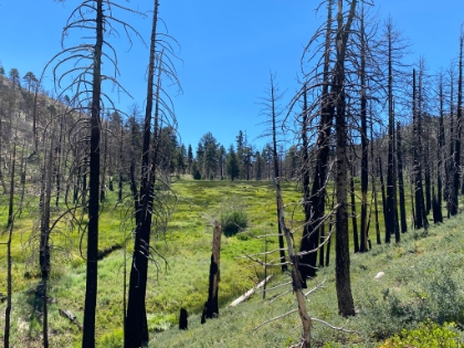 Fish Creek Meadow.