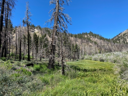Leaving Fish Creek Meadow.