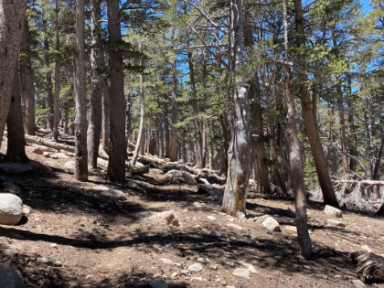 Finally onto some nice unburnt singletrack.