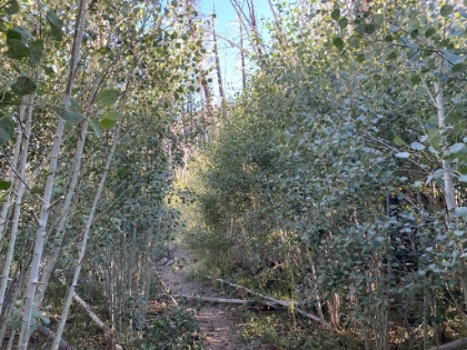 All that remains of the Aspen Grove. They're more like Aspen bushes now, but at least they're making a comeback! End to a long but fun day.