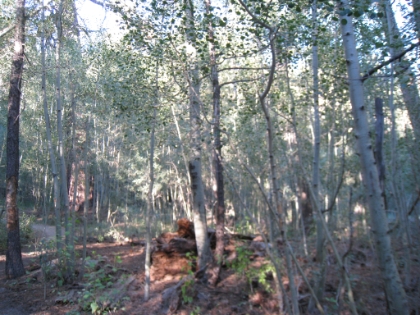 Up at 4:00am, out of the house just after 4:30am, at the trailhead just after 7:00am, and hiking by 7:30am. The trailhead is a couple miles up a rough dirt road called the 1N05. Definitely less crowded than the more accessible South Fork and Vivian Falls trails. Unfortunately, my camera is dying, so many of the pictures turned out a bit blurry. Time to invest in an outdoor proof camera. The trail starts in what is evidently the only Aspen Grove outside of the Sierras.