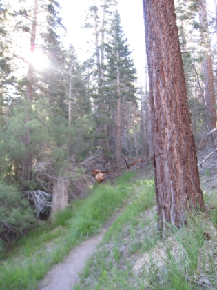 The trail below 9000' was beautiful green meadows, soft spongy trail, with only one human being sighted.