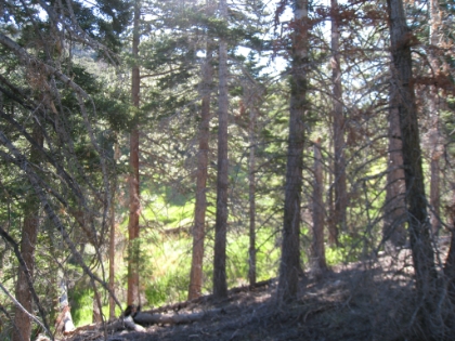 The early morning sun filtering through the trees below Fish Creek Saddle.