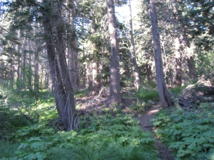 Not quite Wellman's Cienega at San Jacinto, but beautifully green nonetheless.