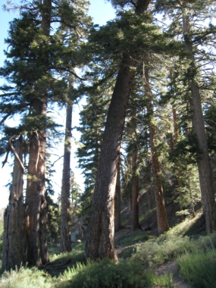 There were plenty of great tree pictures to be had along this trail.