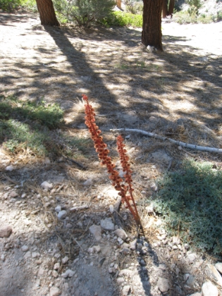 There were plenty of snow plants along this trail as well. This one may have been the biggest snow plant I've ever seen.