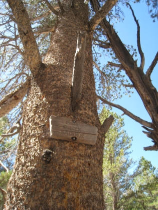 We made it to Fish Creek Saddle at about 9800'. It's starting to become clear that at our current pace, we're going to be in for a very long day. Somehow, there was about a 1.2 mile discrepancy between the map and the GPS. So what was supposed to be 22.2 miles round trip just became 24.6.