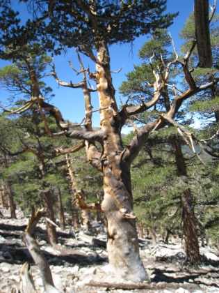There were a lot of fascinating trees, gnarled by either the elements or disease. This one had a spiral growth pattern running up the entire height of the tree.