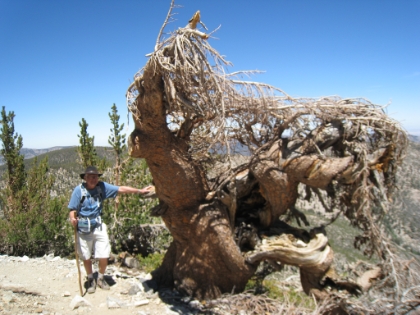 Dad posing next to another cool looking tree.