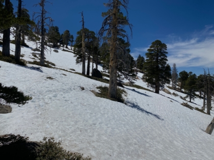 By about 9,000', the snowfields were getting deep. What looks like ground cover plants there are actually the tops of large bushes. It's pretty deep, and every step is a roll of the dice whether the surface will hold you, or whether you sink down to your crotch. After getting bloodied up on one nasty posthole, I decided to head back to the junction and try one of the trail offshoots I hadn't done before.