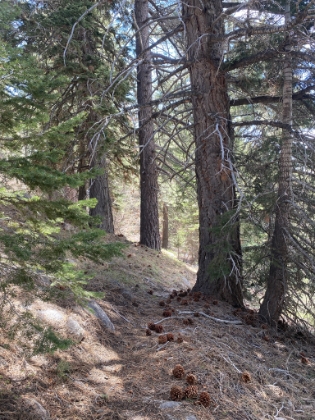 The real trail is actually off to the left. It's gorgeous singletrack that looks like it doesn't get used much.
