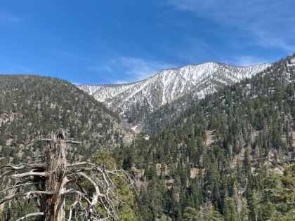 Heading down to Johns Meadow with San Bernardino and East San Bernardino peaks in the distance. The trail looks seldom used, is a little hard to follow in places, and gets pretty steep. In other words, awesome!