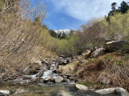 Columbine and Forsee