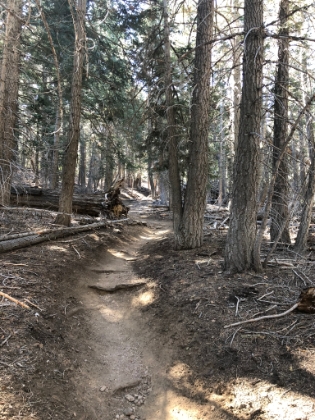 Nice singletrack. Unfortunately it was also insanely crowded. It was Memorial Day weekend, so I knew it would be busy. But I thought this would be a less used trail. Nope. The parking lot was overflowing and the trail was a zoo all the way up to San Bernadino Peak.