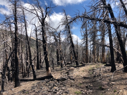 Dropping down through the burn area to Dollar Saddle. This area just re-opened late last summer.