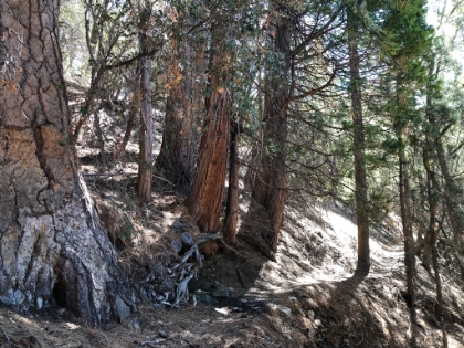 Momyer has fantastic singletrack the entire way, much of it through beautiful tree cover. And no humans, whereas the Vivian Creek trail can get busy on weekends.