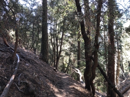 More tree-lined singletrack.