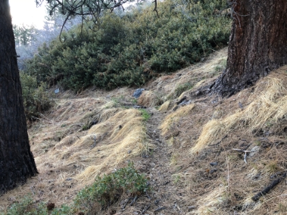 I love this singletrack.