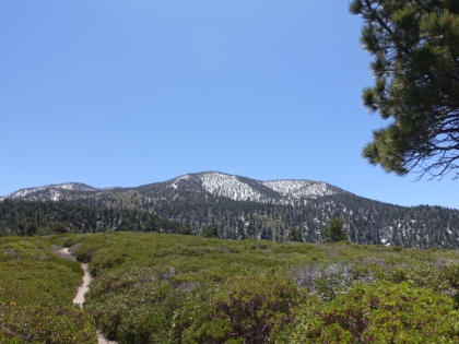 The trail winding through dense meadows of Manzanita chapparal.