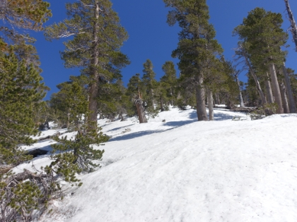 At some point, I'm pretty sure I can see the summit. I'm not sure if it's actually San Bernadino Peak, but it will be my summit for the day no matter what it is. The day had turned into a full-on snow trek at this point. 100% breaking trail, post-holing, slipping and sliding, almost breaking my poles, almost losing my shoes, freezing my hands, bloody knuckles and elbows from wipeouts. What fun!