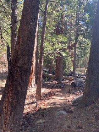 The Vivian Creek camp area is unquestionably one of the nicest spots in SoCal. Thank goodness this area didn't burn in the Apple fire.