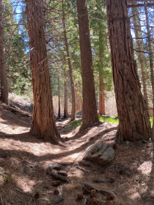Nothing beats pine needle covered singletrack.