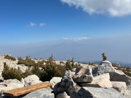 The chipmunks up here are always very photogenic.