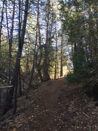 Great singletrack right from the start.