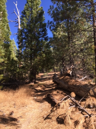 I love that cushy pine needle ground cover!