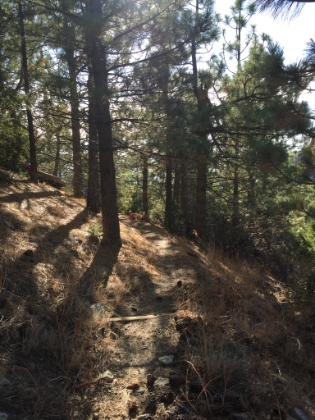 Heading down. I always love the late afternoon light through the trees.