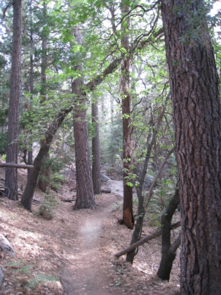 Up just a little after 4:00am, out the door before 5:00am, get my permit in Idyllwild just around 7:15am, on the trail by 7:45am. I decided to take the Deer Springs trail to the summit for the sake of comparison to when I took the same trail in the snow last winter.