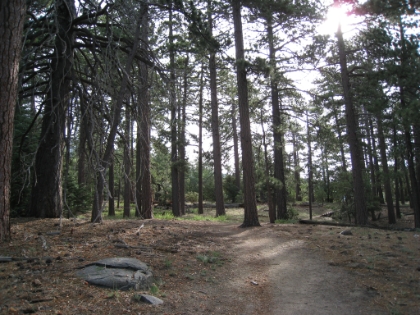 I have a thing for a cool tree pictures.