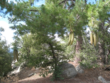 Some very interesting looking pine cones.