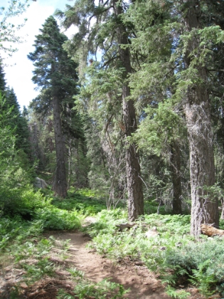 How could you not want to run/hike down that trail?