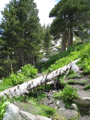 I was surprised how green it was up here on August 1st. Maybe because of the cool summer? Or is it always this green? Regardless, it was amazing.