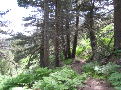 Here I am approaching Wellman's Cienega. I'm not sure exactly what a Cienega is, but I assume it means amazing green place. I felt like I was walking into a scene from Jurrasic Park or something.