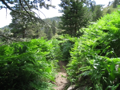 Deeper into the Cienega, the trail is almost overgrown with chest and head high ferns. This trail is definitely not heavily traveled. It is amazing to think that just a few miles away, the Deer Springs trail can get fairly crowded.