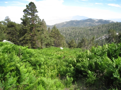 I really didn't think this kind of thing existed in Southern CA. A forest of huge green ferns. In August! I can only imagine how green this place must have been a month or two earlier.