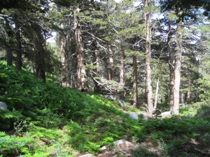 Deer Springs and Wellmans Cienaga